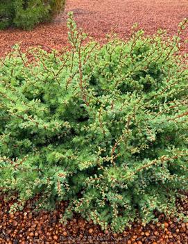 Larix kaempferi 'Twisted Sister'