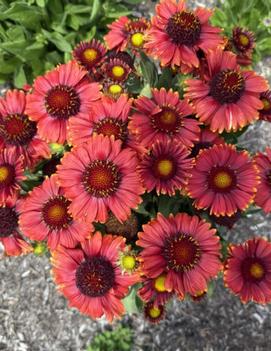 Gaillardia aristata Balgailrey113 ('Low Rider&trade;') (PPAF)