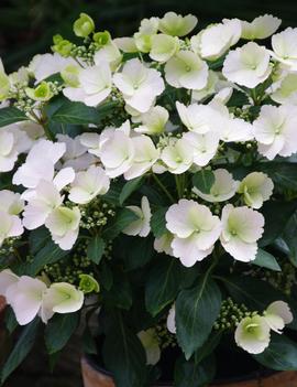 Hydrangea x USHYD0405 ('Fairytrail Bride&reg;') (PP 31120)