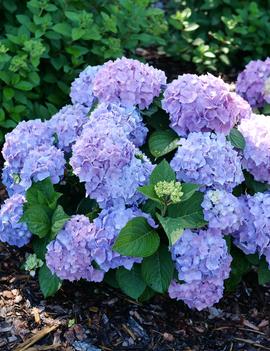 Hydrangea macrophylla x serrata SMNHSME ('Let's Dance Sky View&reg;') (PP34327, CAN7588)