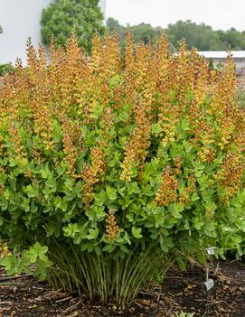 Baptisia x 'Cherries Jubilee' (PP23907, CP5332)