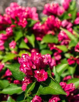 Weigela x Watermelon Kisses&trade; ('JS4') (USPPAF, CPBRAF)