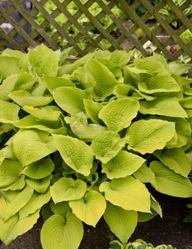 Hosta x 'Coast to Coast' (PP26469)