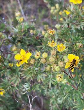 Potentilla fruticosa