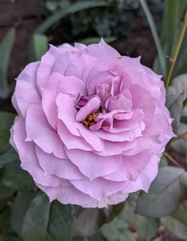 Rosa Poseidon&trade; ('KORfriedhar') (USPP 23,555)