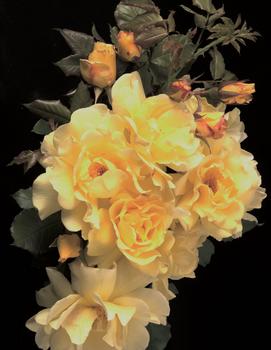 Rosa Lemon Meringue&trade; ('WEKradler') (USPP 17,347)