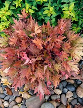 Heuchera x 'FYRE WING™ Amber' (PPAF)