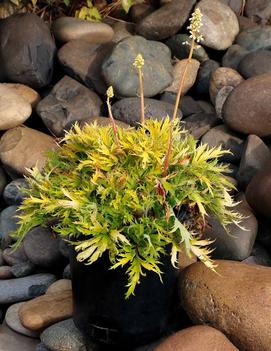 Heuchera x 'FYRE WING™ Heliodor' (PPAF)