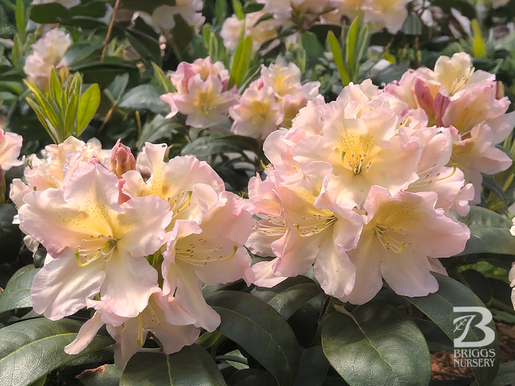 Rhododendron Holden's&trade; Peach ('HoldenRhodo213') (USPP#34540)