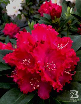 Rhododendron Holden's&trade; Red ('HoldenRhodo221') (PP#35416)