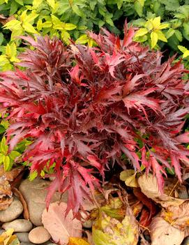 Heuchera x 'FYRE WING™ Hematite' (PPAF)
