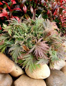 Heuchera x 'FYRE WING™ Jadeite' (PPAF)