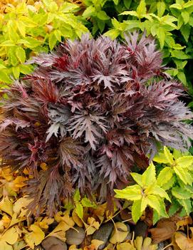 Heuchera x 'FYRE WING™ Rhodonite' (PPAF)