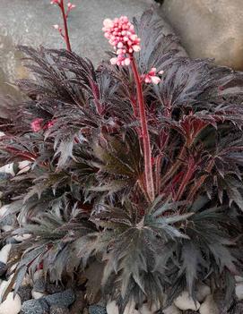 Heuchera x 'FYRE WING&trade; Jet' (PPAF)