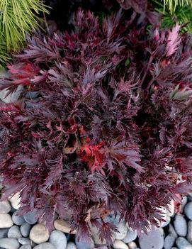 Heuchera x 'FYRE WING™ Spinel' (PPAF)