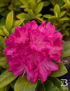 Rhododendron Holden's&trade; Fuchsia ('HoldenRhodo212') (USPP#34541)