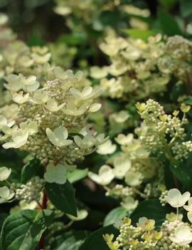 Hydrangea paniculata Quick Fire Kickoff&trade; ('BBHPESI1') (PPAF, CBRAF)