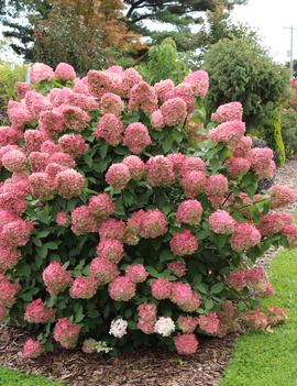 Hydrangea paniculata Limelight Max&trade; ('SMNHPSSB') (PPAF, CPBRAF)