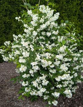 Philadelphus x Milky Way&trade; ('ORSTPHILx2') (USPPAF, CPBRAF)