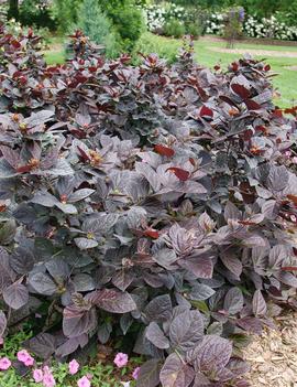 Calycanthus floridus var. purpureus Red Zeppelin&reg; ('PRNCFS') (USPP37242)