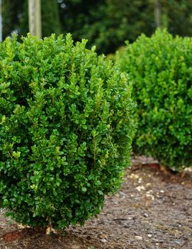Buxus x NewGen Freedom&reg; ('SB 300') (PP32421)