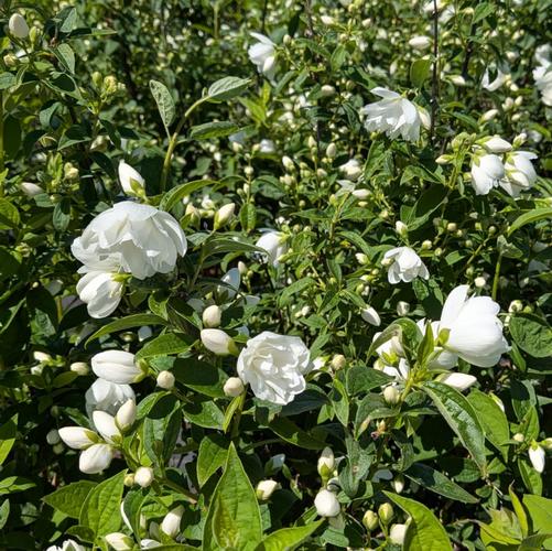 Philadelphus x 'Snowbelle' (COPF)