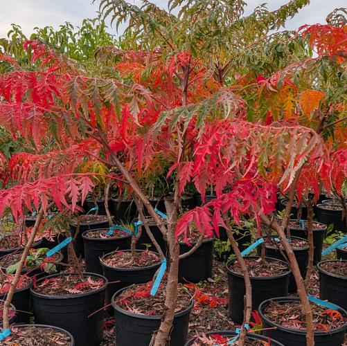 Rhus glabra 'Laciniata'