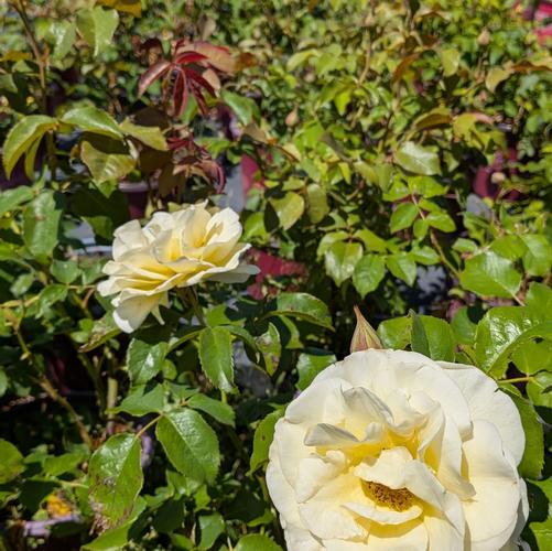 Rosa Easy Elegance&reg; High Voltage ('BAIage')