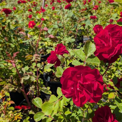 Rosa Hope for Humanity ('RSM W4')