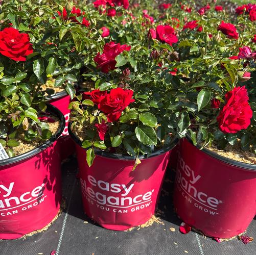 Rosa Easy Elegance&reg; Paint the Town ('BAItown') (PP18060)
