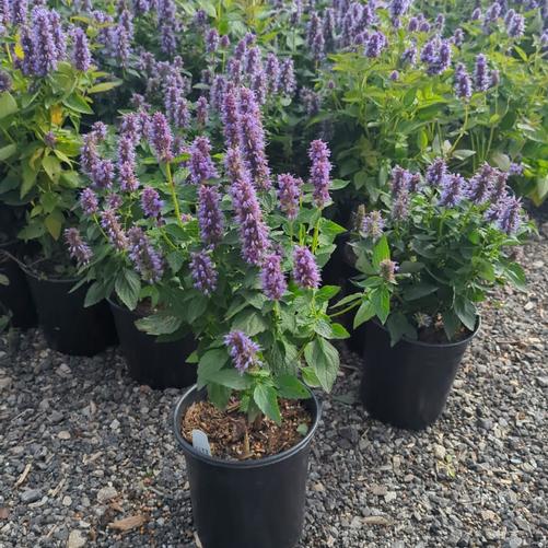 Agastache foeniculum 'Blue Fortune'