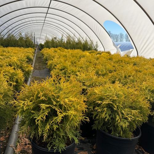 Thuja occidentalis 'Golden Globe'