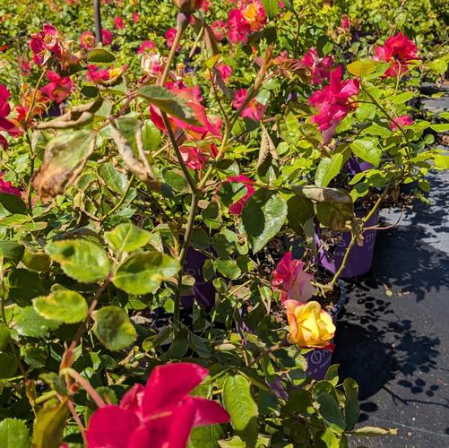 Rosa Campfire ('CA 29') (PP24435, CPBR4471)