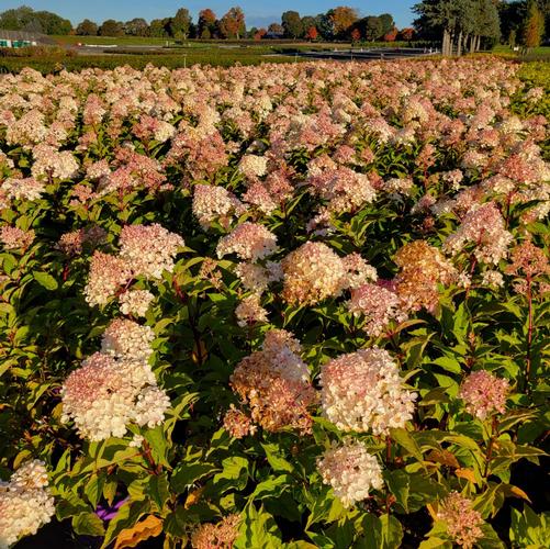 Hydrangea paniculata Vanilla Strawberry™ ('Renhy') (PP20670, CPBR3963)