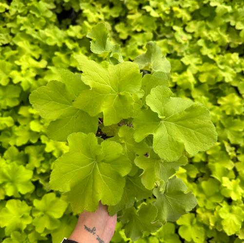 Heuchera x 'Guacamole' (PP16210, COPF)