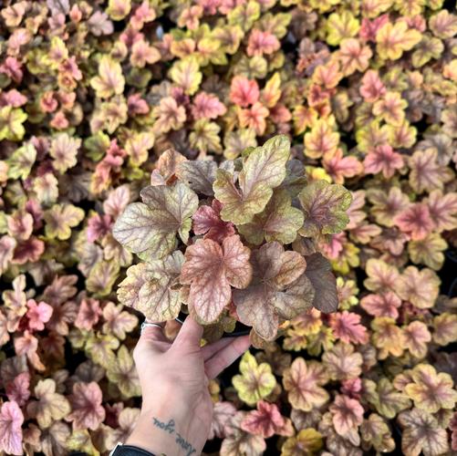 Heucherella x 'Buttered Rum' (PP25040, COPF)