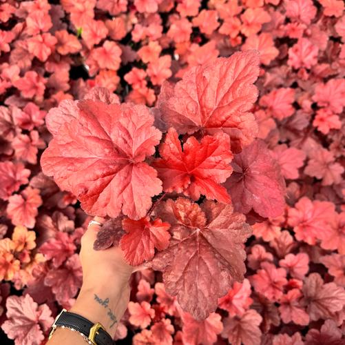 Heuchera x FOREVER® Red ('TNHEUFR') (PP29644 )