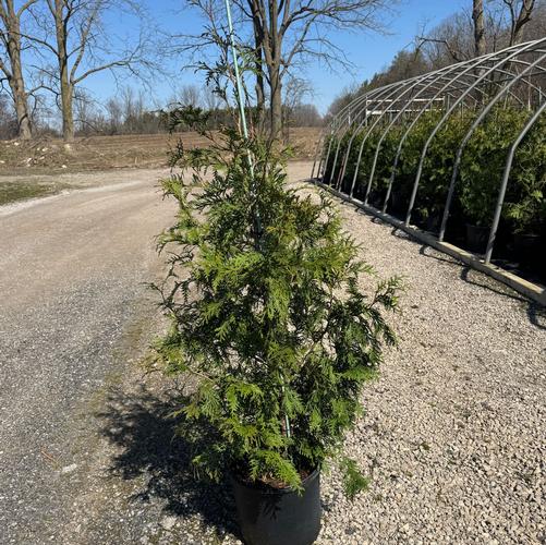Thuja x 'Green Giant'