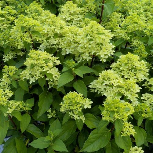 Hydrangea paniculata Quick Fire Fab&reg; ('SMNHPM') (PP32513)