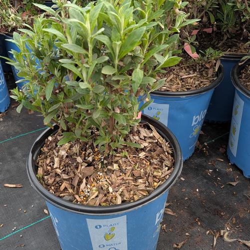 Buddleia x Birthday Cake&trade; ('PODvb3-30') (USPPAF, CPBRAF)