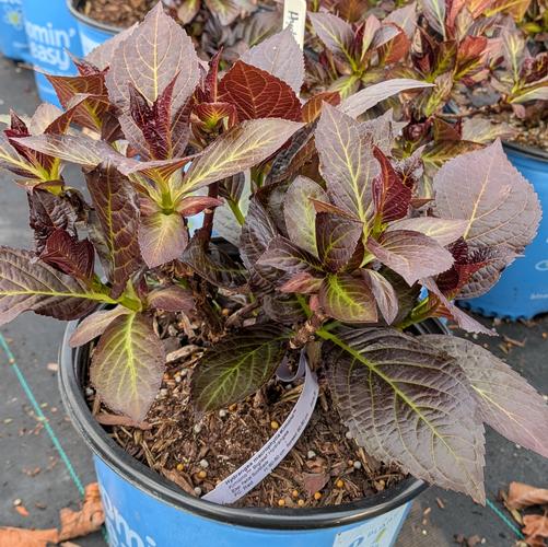 Hydrangea macrophylla Kimono&trade; ('Hokomabebos') (PPAF,CPBRAF)