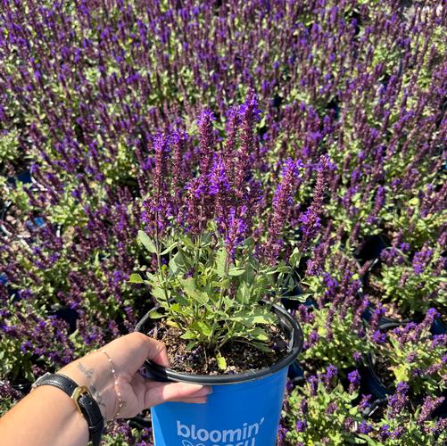 Salvia nemorosa Perpetual Purple&trade; ('Balsalpur154') (USPPAF)