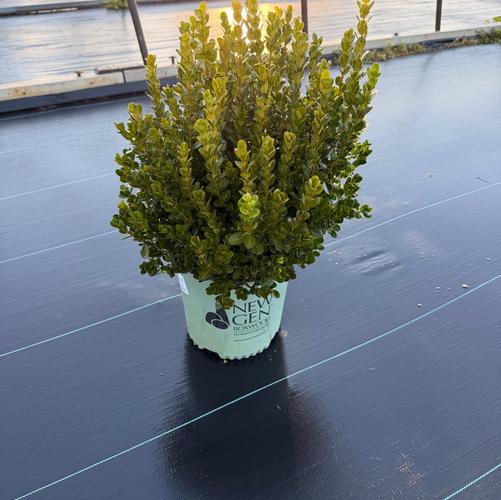 Buxus x NewGen Freedom&reg; ('SB 300') (PP32421)