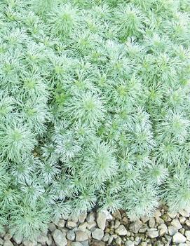 Artemisia schmidtiana Silvermound ('Nana')