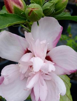 Hibiscus syriacus 'Anaemonaeflorus'