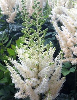 Astilbe chinensis 'Diamonds and Pearls' (PP19092, COPF)