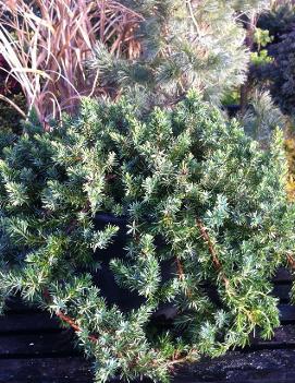 Juniperus conferta 'Emerald Sea'