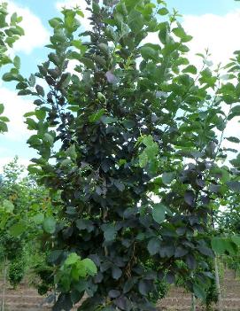 Prunus virginiana 'Schubert'