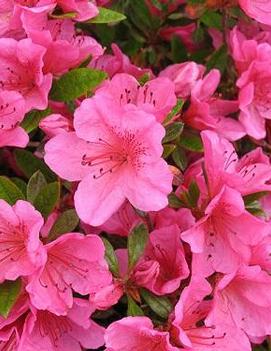 Azalea (Rhododendron) 'Girard's Renee Michelle'