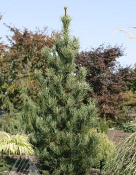 Pinus cembra 'Chalet'